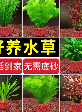 水草植物鱼缸造景摆件水培植物阴性蜈蚣真草火山石全套鱼缸水草