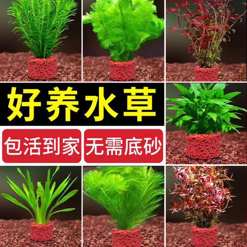 水草植物鱼缸造景摆件水培植物阴性蜈蚣真草火山石全套鱼缸水草