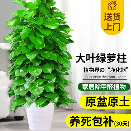 大叶绿萝柱盆栽客厅大型绿植办公室内除甲醛净化空气新房好养绿箩