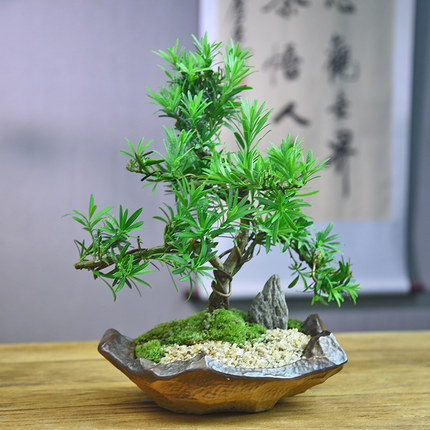 造型罗汉松盆栽中式复古绿植室内茶几书房办公桌面植物摆件好养