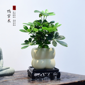 鸭掌木盆栽鹅掌柴绿植室内办公客厅鸭脚木寓意小盆景好养四季 常青