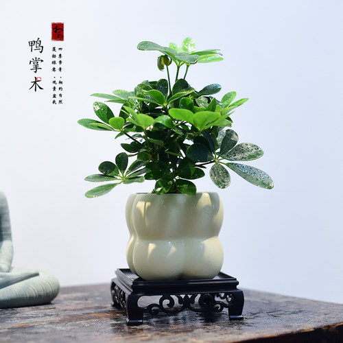 鸭掌木盆栽鹅掌柴绿植室内办公客厅鸭脚木寓意小盆景好养四季常青