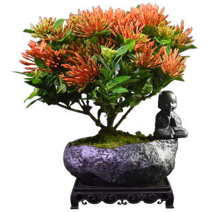 龙船花盆栽仙丹花庭院阳台室内外阳台四季开花植物好养带花苞花卉