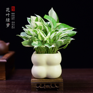 花叶绿萝盆栽室内绿植办公室阳台桌面植物观赏小盆景摆件四季好养