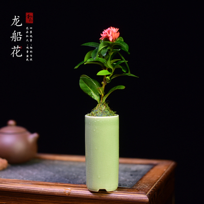 龙船花草本花卉茶几客厅办公室