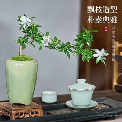 栀子花盆栽飘枝室内办公客厅植物中式桌面绿植观赏盆景摆件好养