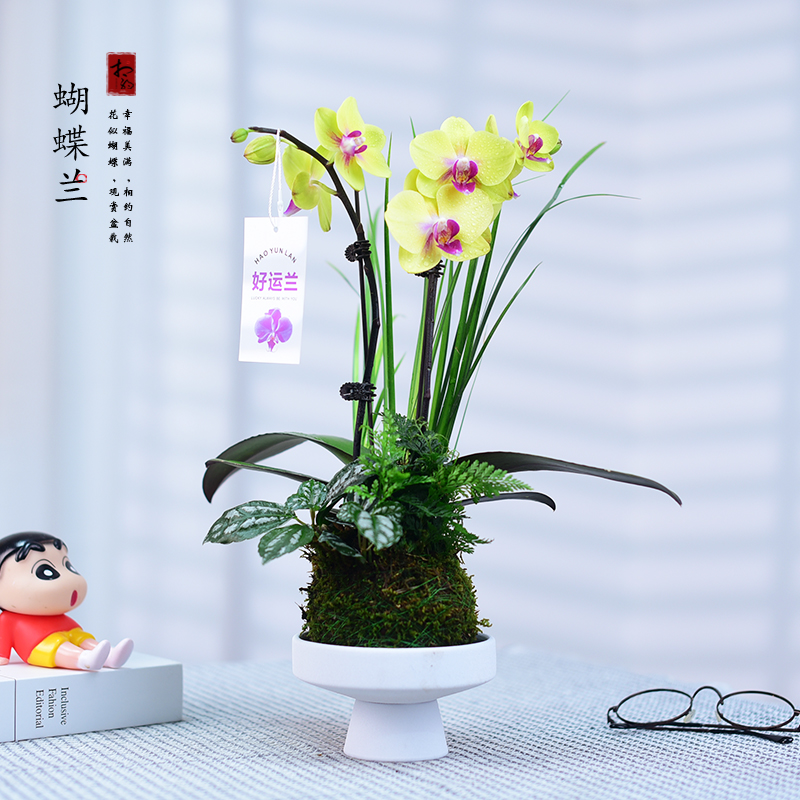 蝴蝶兰盆栽兰花绿植花卉室内办公客厅阳台观花盆景好养花期长礼品