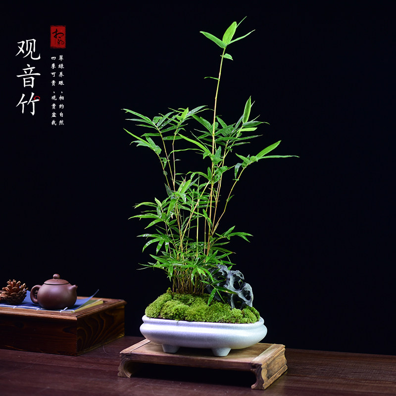 红观音竹盆景竹子红竹盆栽办公书房茶桌客厅米竹桌面绿植好养送礼