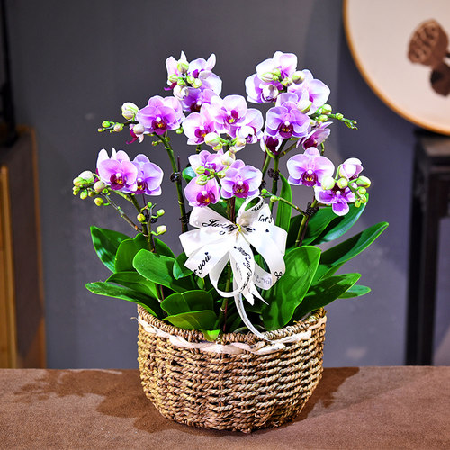 蝴蝶兰木本花卉书房客厅办公室