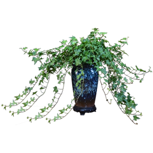 常春藤盆栽桌面装饰植物室内中式简约常青藤阳台好养绿植四季常青