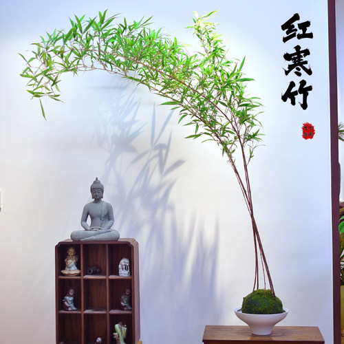 红寒竹苔玉盆栽植物室内观赏竹子新中式绿植办公客厅阳台好养盆景