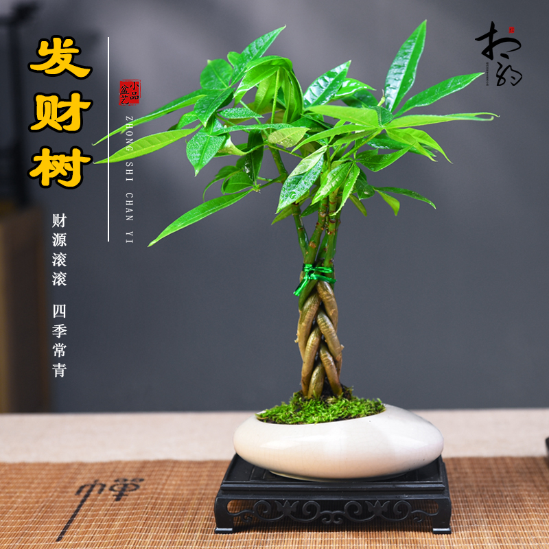 发财树茶几桌面书房接待前台客厅