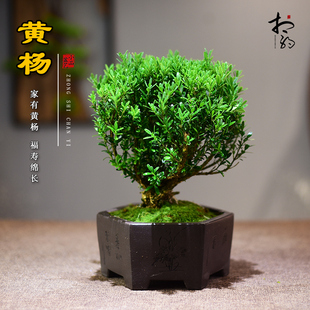植物办公客厅茶室桌面观赏摆件送礼四季 黄杨盆景绿植室内中式 好养