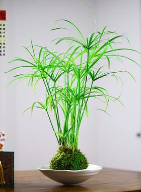 苔玉球水竹盆栽旱伞草绿植室内茶室书房桌面风车草艺术盆景好养活