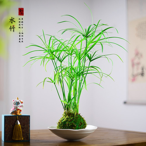 苔玉球水竹盆栽旱伞草绿植室内茶室书房桌面风车草艺术盆景好养活
