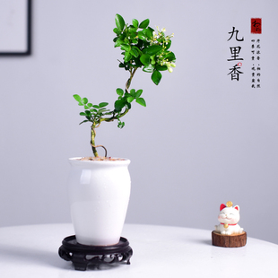 常綠 九里香盆栽綠植室內桌面好養客廳辦公千里香觀賞小擺件四季