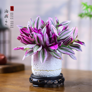 油画婚礼盆栽多肉吊兰室内桌面植物观叶紫露草紫叶绿植好养活花卉