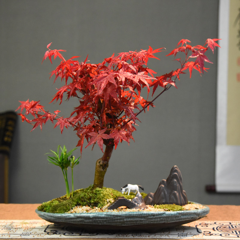 红枫盆景四季好养活室内桌面盆栽老桩耐寒客厅茶室观叶植物红舞姬