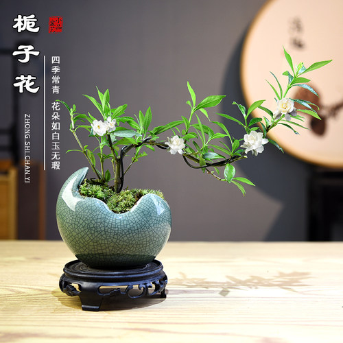 栀子花木本花卉客厅办公室茶桌