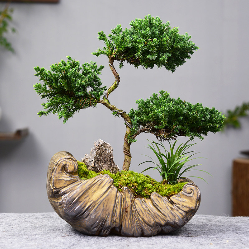 真柏盆栽室内绿植新中式桌面苔藓微景观植物客厅办公桌面植物摆件