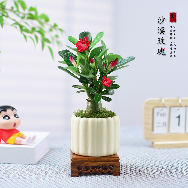 沙漠玫瑰盆栽老桩多肉绿植室内办公客厅桌面阳台花卉植物好养盆景