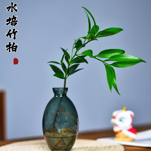 竹柏水培盆栽植物室内客厅办公书房好养懒人植物桌面观赏摆件绿植