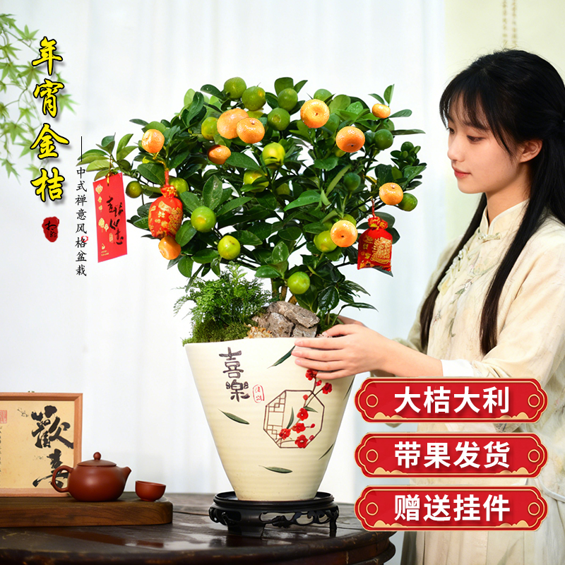 金桔树盆栽带果室内办公室客厅好养送礼桔子盆景喜庆过年好养摆件