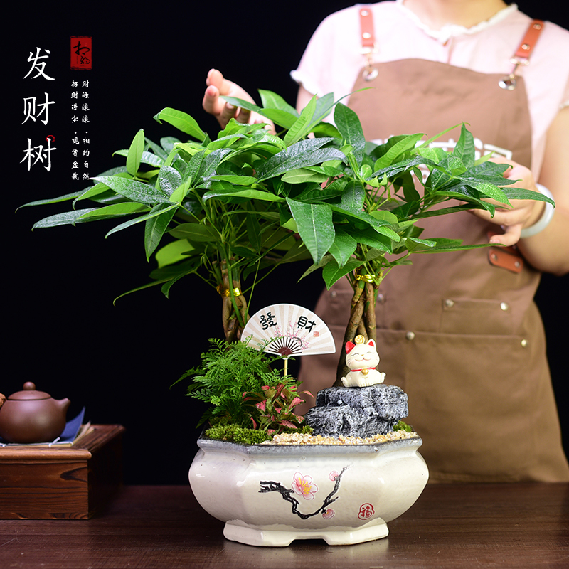 五编发财树客厅书房办公室会议室