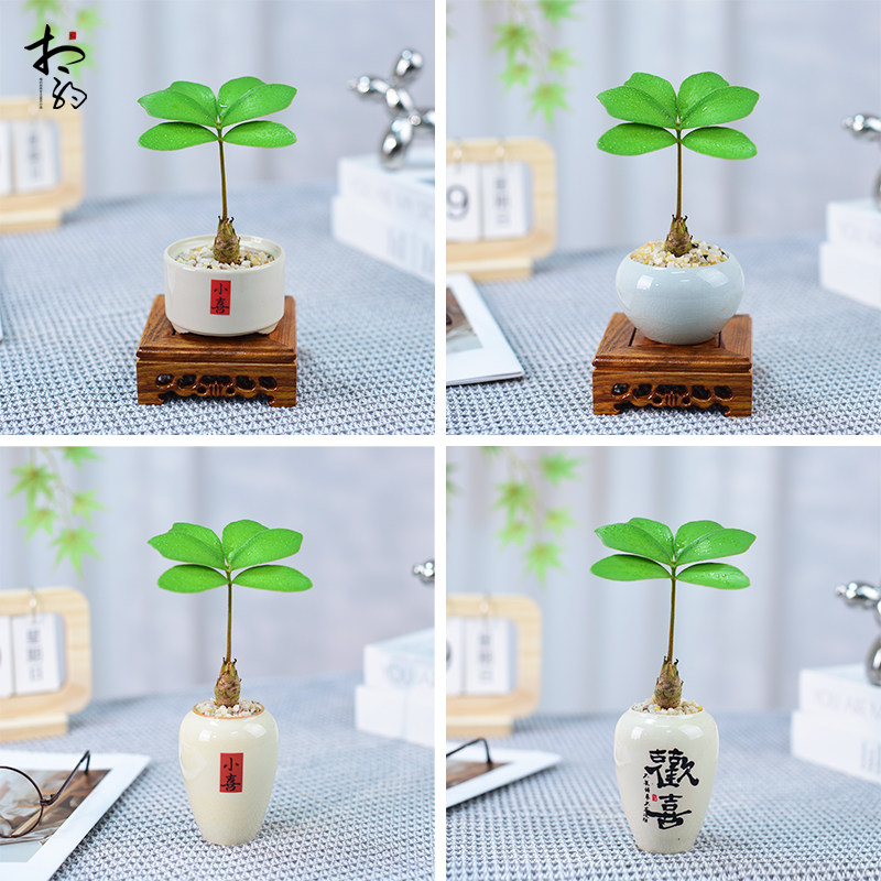 墨西哥铁盆栽四叶草室内办公室客厅桌面四季好养绿植简约小盆景