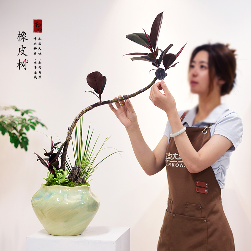 黑金刚橡皮树盆栽客厅办公艺术造型大盆景室内绿植好养四季黄金榕