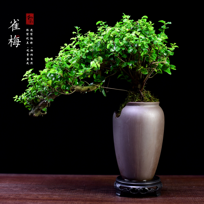 雀梅盆栽老桩悬崖飘枝盆景造型室内植物办公室桌面树桩绿植好养