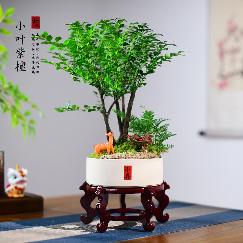 黑骨茶盆栽植物室内小叶紫檀办公客厅茶室中式绿植摆件送礼好养