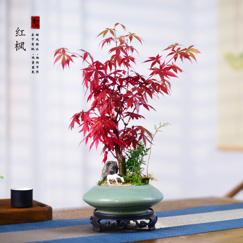 红枫盆景室内绿植枫树盆栽观叶办公客厅阳台桌面中式植物摆件送礼