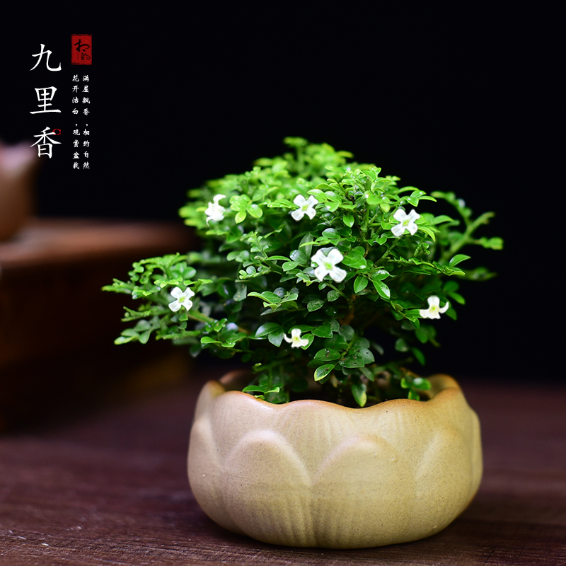 达摩九里香书房客厅办公室茶几