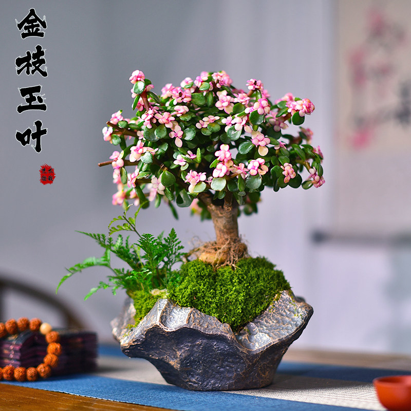 金枝玉叶盆栽室内植物办公客厅桌面观赏植物多肉好养寓意绿植礼品图片