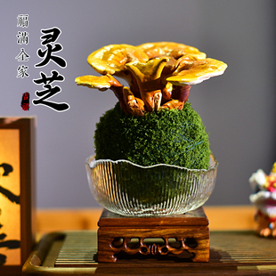 活体灵芝盆栽创意摆件盆景室内客厅办公室客厅茶几桌面好养活送礼