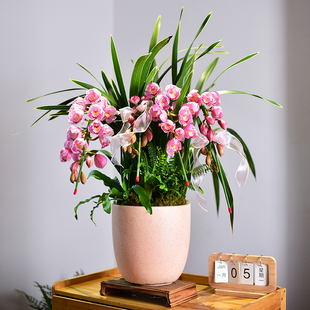 拱兰大花蕙兰盆栽年宵花盆栽花卉过年观花喜庆办公客厅送礼盆景