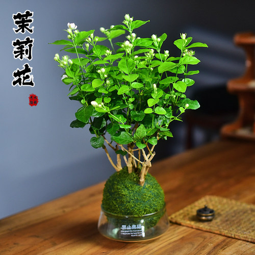 茉莉花盆栽开花香浓花卉植物室内办公客厅阳台苔玉球好养绿植摆件