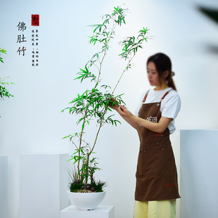 佛肚竹盆栽罗汉竹室内客厅茶室雅竹四季常青竹子盆景节节高升送礼