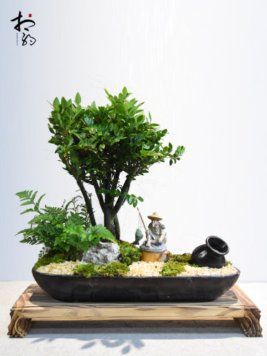 小叶紫檀盆景黑骨茶盆栽老桩盘景室内四季常青书房阳台好养植物