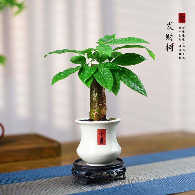 招财树盆栽绿植室内发财树小盆景