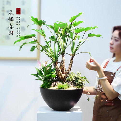 龙鳞春羽盆栽绿植蔓绿绒绿植室内办公客厅国风植物盆景常青送礼