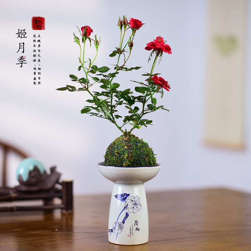 小姑娘姬月季盆栽须惠姬月季小盆景室内花卉绿植阳台桌面开花植物
