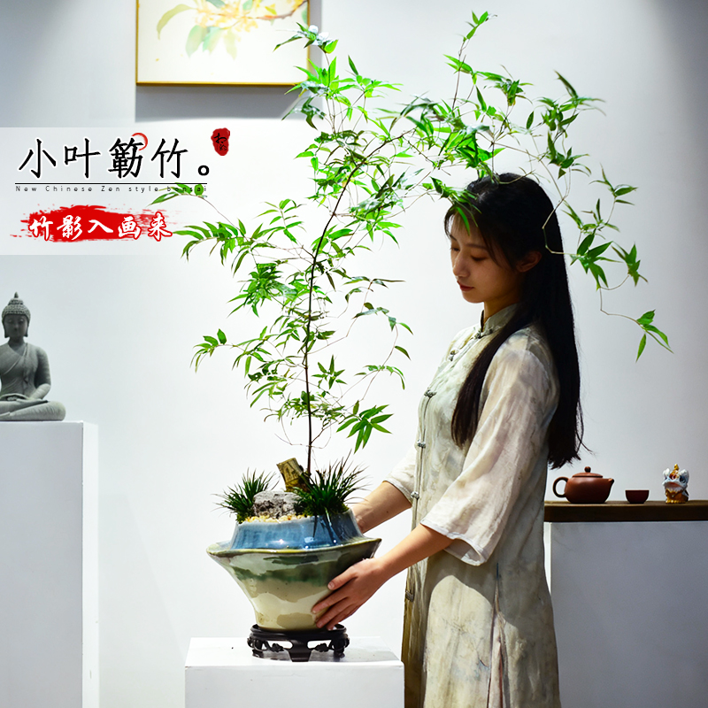 簕竹盆栽室内竹子观赏竹中式绿植节节高升桌面盆景四季好养送礼