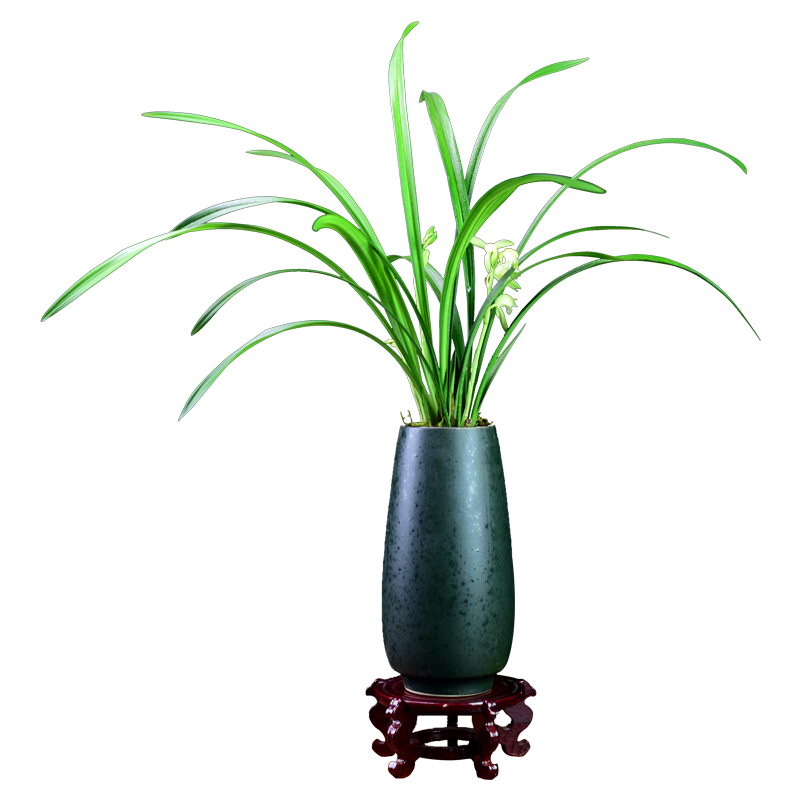 建蘭素心蘭盆栽天香素送禮品濃香型蘭花植物室內(nèi)四季好養(yǎng)花卉盆景