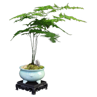 文竹盆景植物室内花好养四季常青办公室禅意绿植客厅桌面意境盆栽
