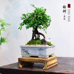 提跟榆树盆景老桩盆栽室内办公客厅绿植茶室中式观赏好养植物送礼