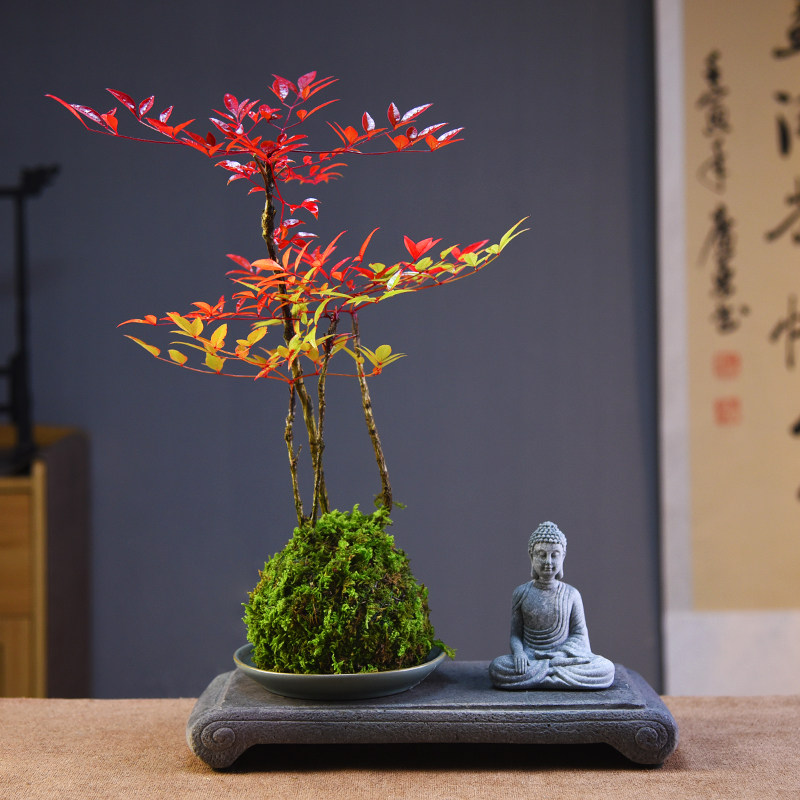 火焰南天竹苔玉球盆栽室内书房茶室办公桌面观赏组合艺术盆景礼品,鲜花速递/花卉仿真/绿植园艺,绿植,淘宝优惠券,粉丝福利购,淘宝优惠卷