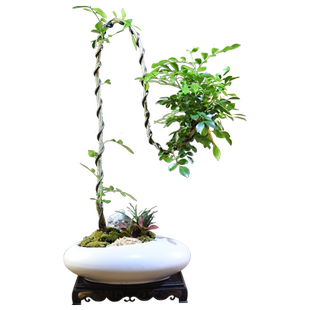 九里香盆栽造型绿植室内办公客厅桌面中式微景观摆件九里香送礼