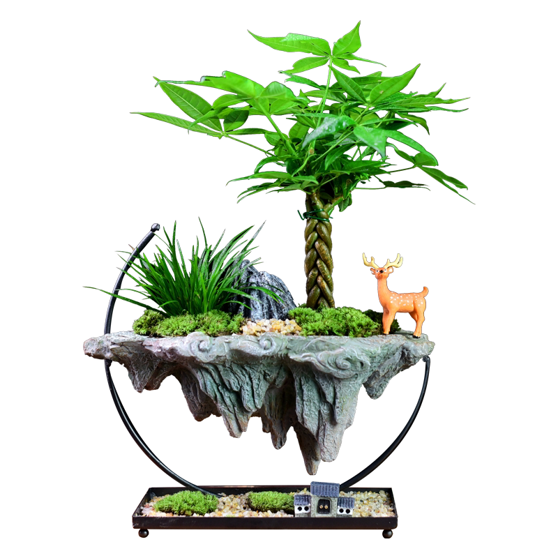发财树盆栽富贵竹绿植室内文竹桌面办公茶室艺术盆景观赏摆件礼品